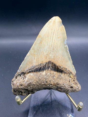 Megalodon - Fossiele tand - Carcharocles megalodon - 9.2 cm