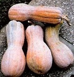 Rugosa Butternut pompoen zaden, Ophalen of Verzenden, Nieuw