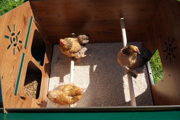 Polly Classic XL / Cucciolotta Trespa Kippenhok, Ophalen of Verzenden, Nieuw