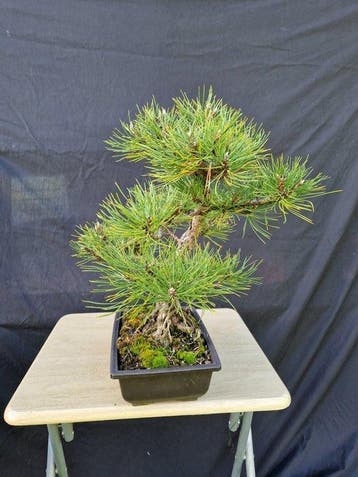 Den bonsai (Pinus) - Hoogte (boom): 41 cm - Diepte (boom):