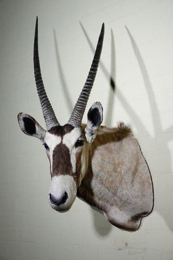 Large Gemsbok Schedel - Oryx gazella - 65 cm - 125 cm - 65, Verzamelen, Nieuw