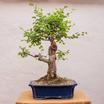 Japanese iep bonsai (Zelkova) - Hoogte (boom): 65 cm -