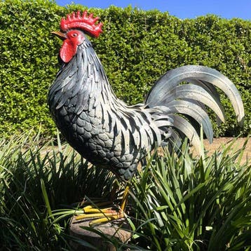 sculptuur, Schitterende haan XL - 55.5 cm - IJzer