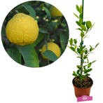Citrus macrophylla, Alemow, Verzenden, Volle zon