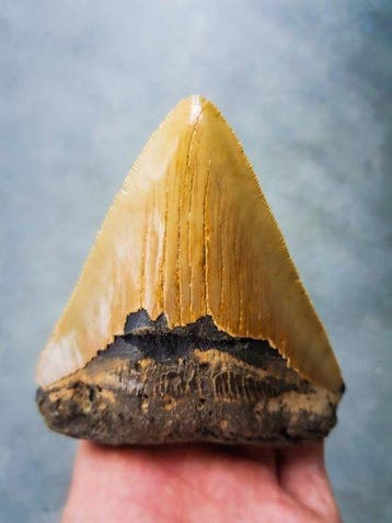 Megalodon - Fossiele tand - 100 mm - 91 mm, Verzamelen