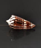 Zonder minimumprijs ***Sammlerschnecke*** dark pattern, Verzamelen, Nieuw