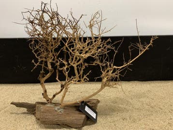 Osaka Bonsai Tree nr 21 - 56x19x42cm - aquascaping boom, Ophalen of Verzenden, Nieuw, Plant(en), Steen of Hout