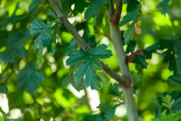 Crataegus monogyna meerstammig 200-250