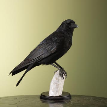 Zwarte Kraai Taxidermie Opgezette Dieren By Max, Ophalen of Verzenden, Nieuw, Vogel, Opgezet dier