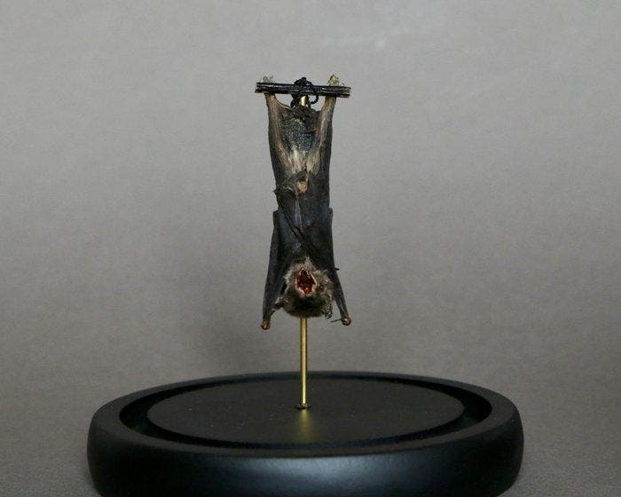 Vleermuis Taxidermie volledige montage - Pipistrelus sp. -, Verzamelen, Dierenverzamelingen