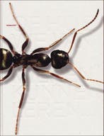 Mobiliteit / Grafisch Nederland 9789070809027, Boeken, Verzenden, Zo goed als nieuw, P.H. van Koningsbruggen