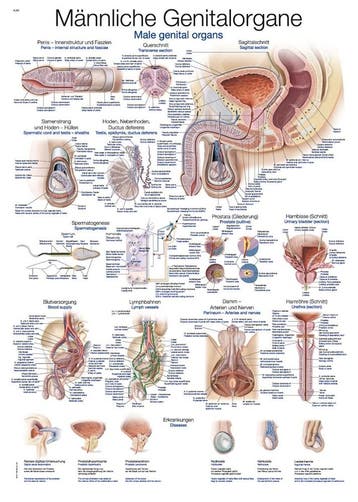 Anatomie poster mannelijke geslachtsorganen (Duits/Engel..., Nieuw