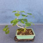 Echte Feige - Hoogte (boom): 17 cm - Diepte (boom): 28 cm -