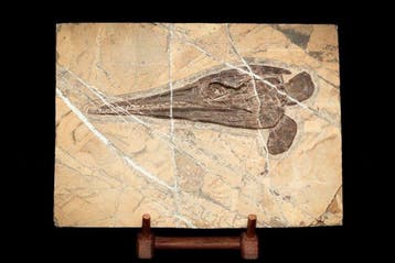 Fossiel - Fossiele matrix - Saurichthys - 27 cm - 20 cm