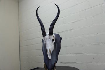 Springbok Schedel - Antidorcas marsupialis - 22 cm - 43 cm -, Nieuw