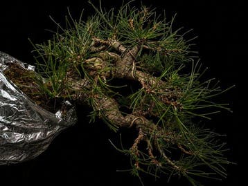 Den bonsai (Pinus) - Hoogte (boom): 30 cm - Diepte (boom):