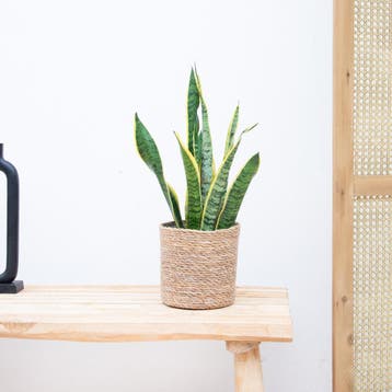 Green Bubble - Sansevieria Laurentie - 50cm - Ø14 cm, Ophalen of Verzenden