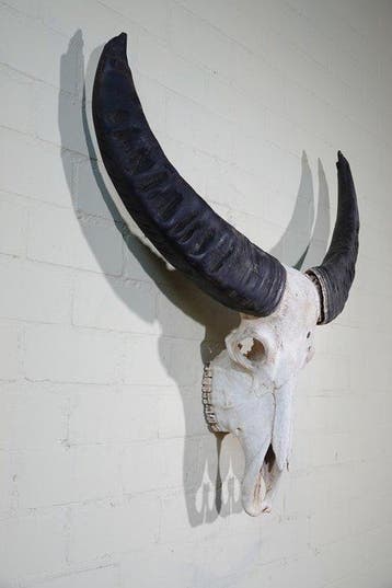 australian Water Buffalo Skull - Schedel - Bubalus bubalis -, Nieuw