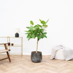 Green Bubble - Ficus Altissima Variegata - 130cm - Ø21 cm, Huis en Inrichting, Kamerplanten, Ophalen of Verzenden