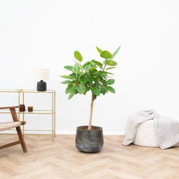 Green Bubble - Ficus Altissima Variegata - 130cm - Ø21 cm, Huis en Inrichting, Ophalen of Verzenden