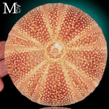 Grote globulaire zee-egel-test met een stralend roze-oranje, Nieuw