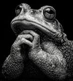 La Chibroneuse - The Thinker of the Marsh - XL, Antiek en Kunst