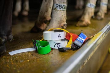 Proefpakket pootbanden - 10 stuks, Verzenden, Veehouderij, Melktechniek