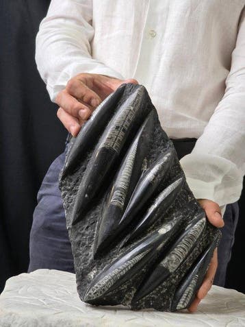 Orthoceras (expositiestandaard niet inbegrepen) -