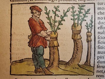 Sebastian Münster (1489–1552) - Cosmographia Universalis -