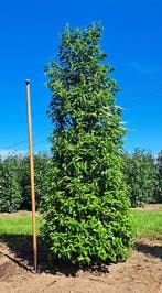 Prunus Lusitanica Angustifolia Portugese Laurier haagplant, Verzenden, Laurier, Haag, 250 cm of meer