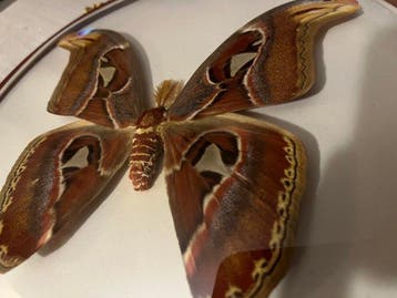 Vlinder Cobra Taxidermie volledige montage - Attocas Atlas -, Antiek en Kunst