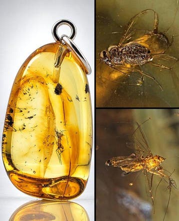 Premium honing-goud amberhanger – Twee gefossiliseerde