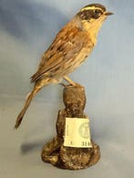 Asiatische scopaiola-passera Taxidermie volledige montage -, Nieuw