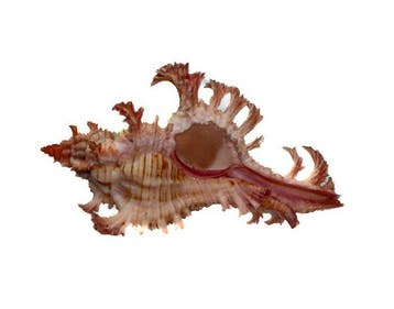 Chicoreus aculeatus 46mm | Filigraan Stekelslak - Zeldzaam, Nieuw