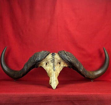 Kafferbuffel Schedel van een zoogdier - Monumental crâne de, Nieuw