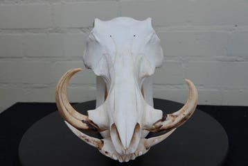 African Warthog Schedel - Phacochoerus africanus - 0 cm - 21, Nieuw