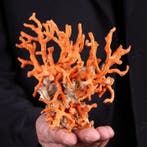 Indrukwekkende tak van rood koraal uit Sardinië - Koraal -, Verzamelen, Dierenverzamelingen, Nieuw