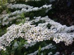 Spiraea spierstruik spirea grefsheim nipponica vanhoutei Tor, Ophalen of Verzenden, Lente, In pot, Minder dan 100 cm