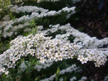 Spiraea spierstruik spirea grefsheim nipponica vanhoutei Tor, Ophalen of Verzenden, Lente, In pot, Minder dan 100 cm
