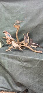 Ekster - Merel - Gaai - Spreeuw - Houtduif Taxidermie, Nieuw