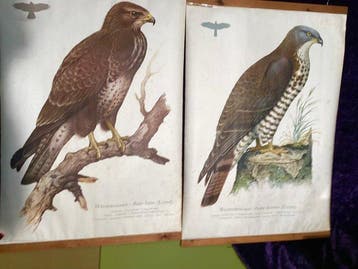 Kronen Verlag - Cramers Natuurkundig Illustratietafels -
