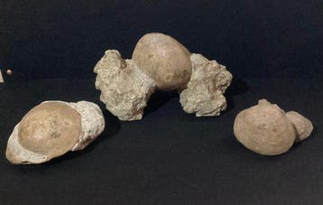 Gefossiliseerde schelp - Three Large Bivalve Corbis Ovatis,