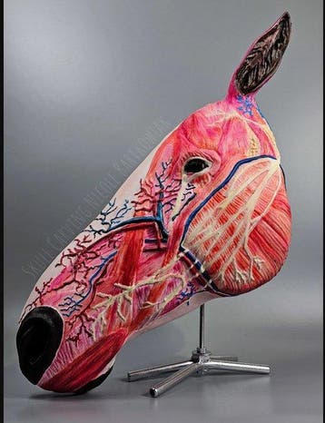Anatomisch model - Plastic - 2026 - Spieren en schedel