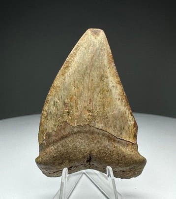 Witte haai - Fossiele tand - 6 cm - 4 cm