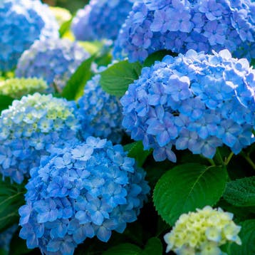 Hortensia macrophylla Nikko Blue container (P17), Verzenden, Hortensia, Struik