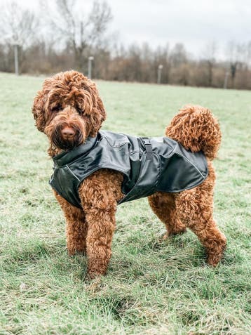 Honden Regenjas Raindog Black - alleen Maat XS, Ophalen of Verzenden, Nieuw, Hondenregenjas