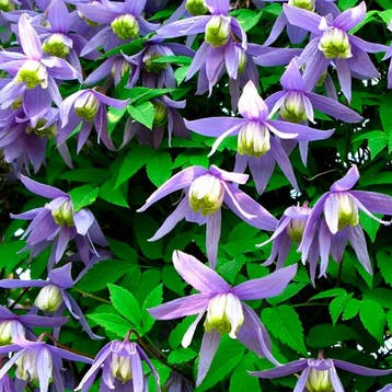 Clematis Alpina container (C2) Sierplanten, Paars, Blauw, Verzenden, Lente, Overige soorten, Halfschaduw
