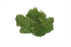 Rendiermos IJslandsmos Finlandsmos Mosgroen 500 gram, Ophalen of Verzenden, Nieuw