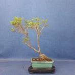 Chinese iep bonsai (Ulmus parviflora) - Hoogte (boom): 18 cm