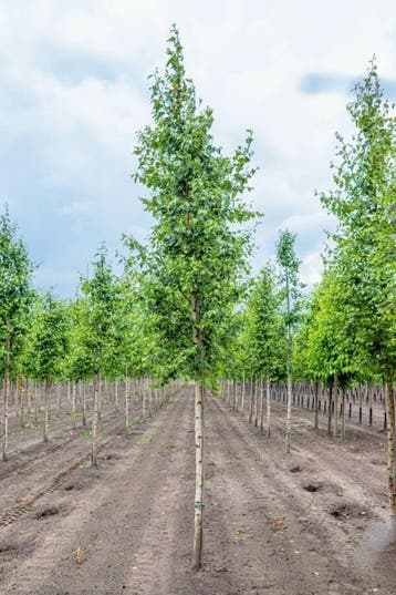 Betula pendula hoogstam 20/25